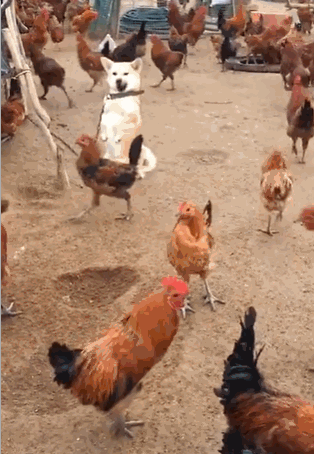 狗狗站在鸡群中,模仿鸡群大叫,主人投来的微笑却把狗子看懵了