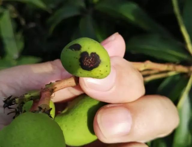 芒果八大病害,高清图谱 防治方法!