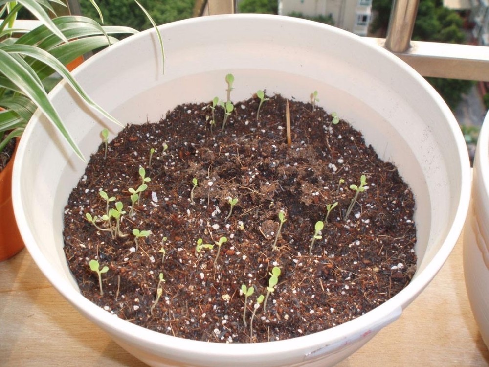家庭种番茄,盆栽小番茄,家庭种菜
