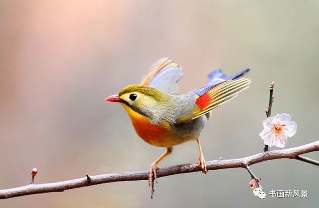这是一组很美的摄影图片——春天的小鸟,喜爱花鸟的朋友,可以收藏作为