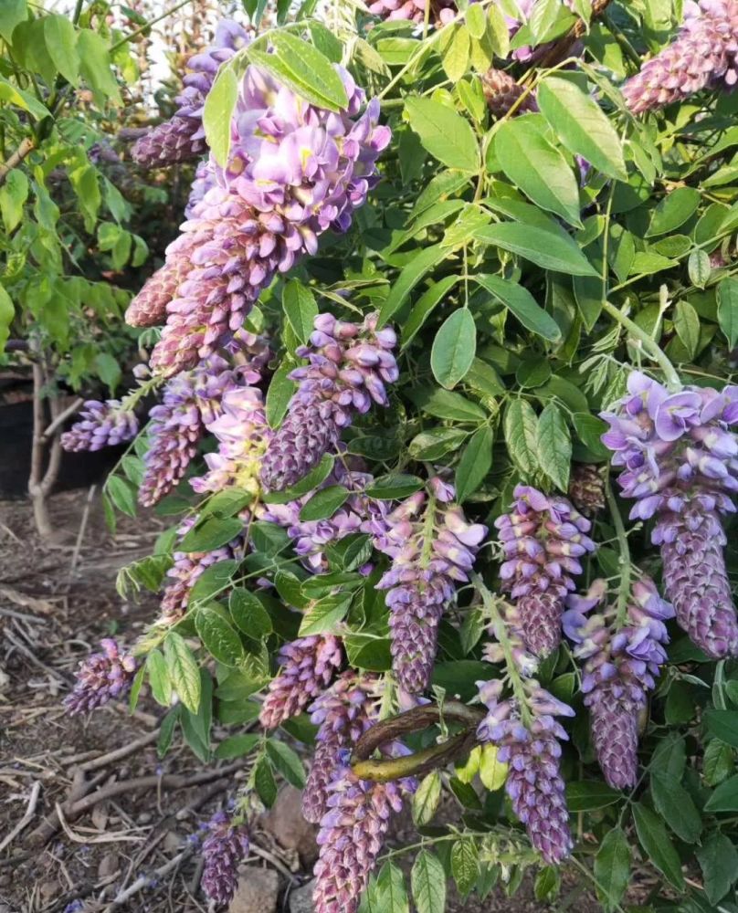 紫藤品种介绍,多季节开花和粉色紫藤有哪些你知道吗?