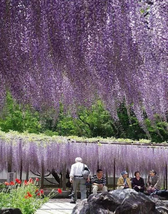 紫藤品种介绍,多季节开花和粉色紫藤有哪些你知道吗?