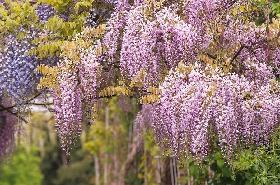 紫藤品种介绍,多季节开花和粉色紫藤有哪些你知道吗?