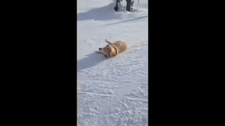 话说这个姿势也很拉风～还有的狗狗展开自创滑雪,用身体拱啊拱啊拱啊