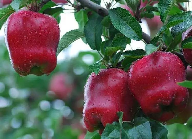 苹果品种大全,哪一款你最钟意?