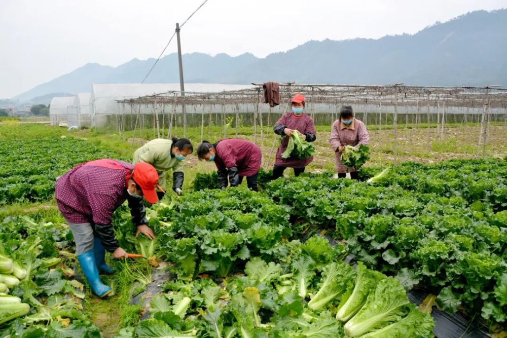 村民在菜地里采摘蔬菜