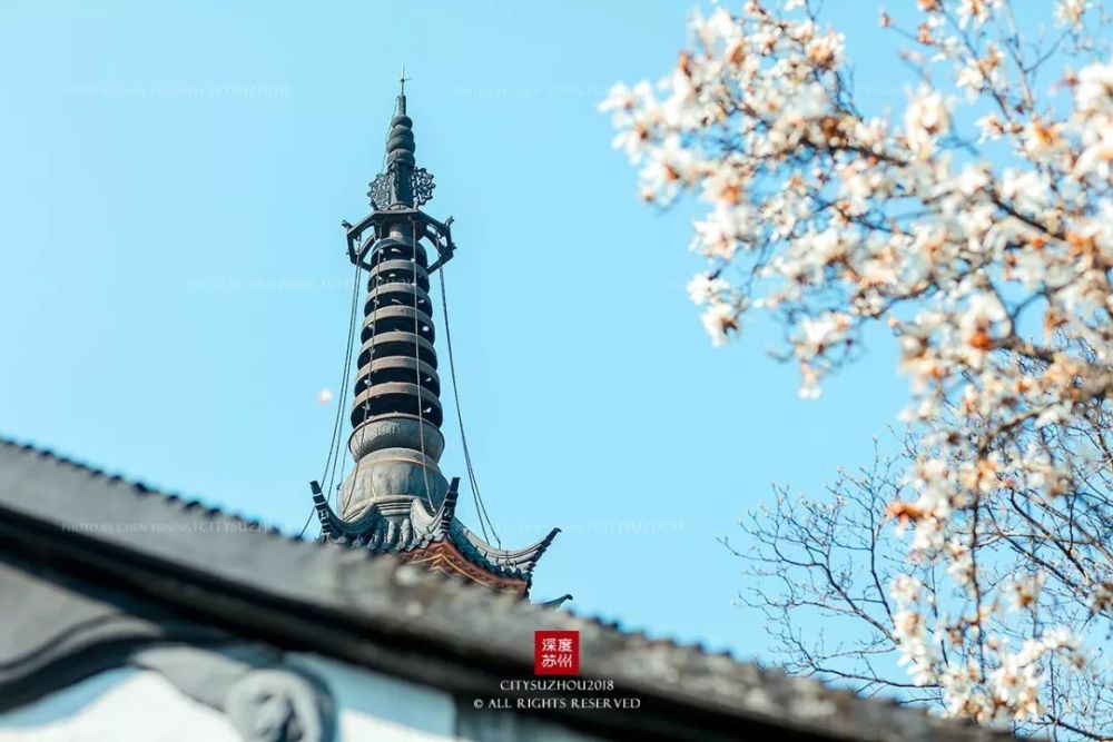 而在古城区双塔,苏州火车站的白色玉兰更是把一份从容优雅展现在来者