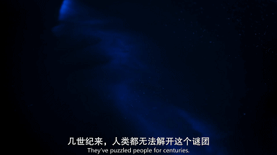 跟bbc抢饭碗,netflix最新自然纪录片曝光野生动物泡妞
