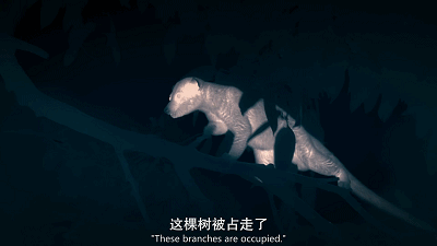 跟bbc抢饭碗,netflix最新自然纪录片曝光野生动物泡妞
