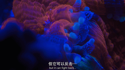 跟bbc抢饭碗,netflix最新自然纪录片曝光野生动物泡妞