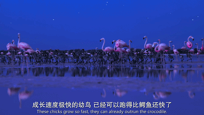 跟bbc抢饭碗,netflix最新自然纪录片曝光野生动物泡妞