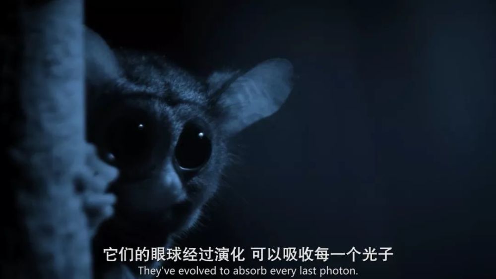 跟bbc抢饭碗,netflix最新自然纪录片曝光野生动物泡妞
