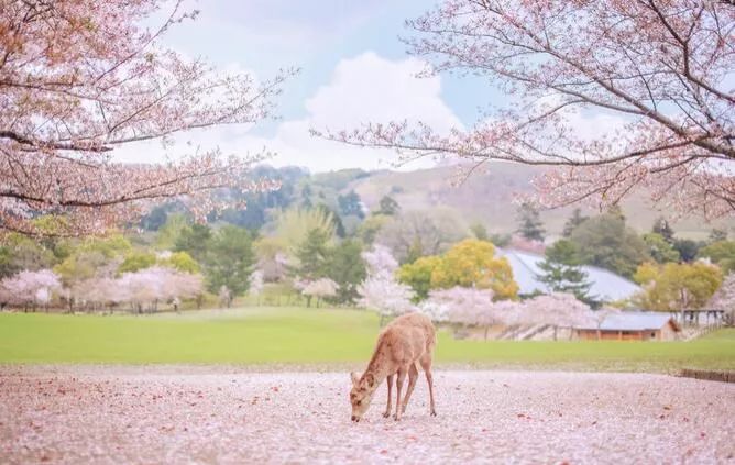 "疫"后相约2020樱花雨!get日本赏樱技能,看这篇就够了