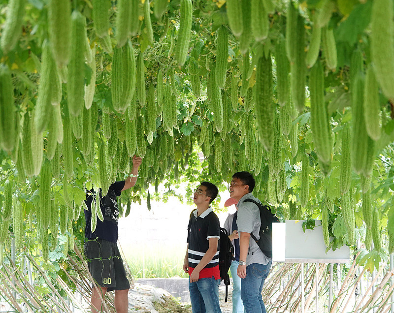 苦瓜种植时间要到了,自己留种好,还是买新种子好?