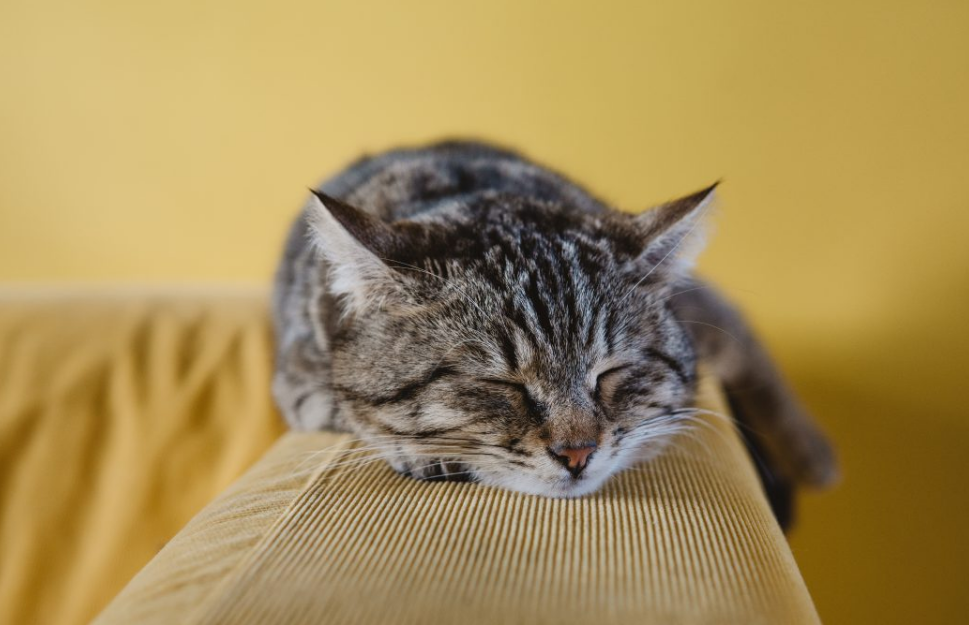 如何阻止猫咪爬到高处去?3种"软方法"妨碍它爬高,你有
