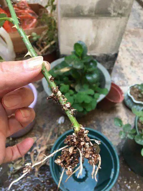 阳台,无花果,生根粉