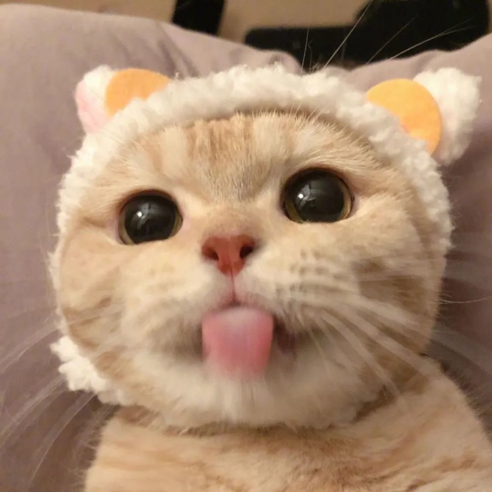 超可爱猫咪狗狗头像