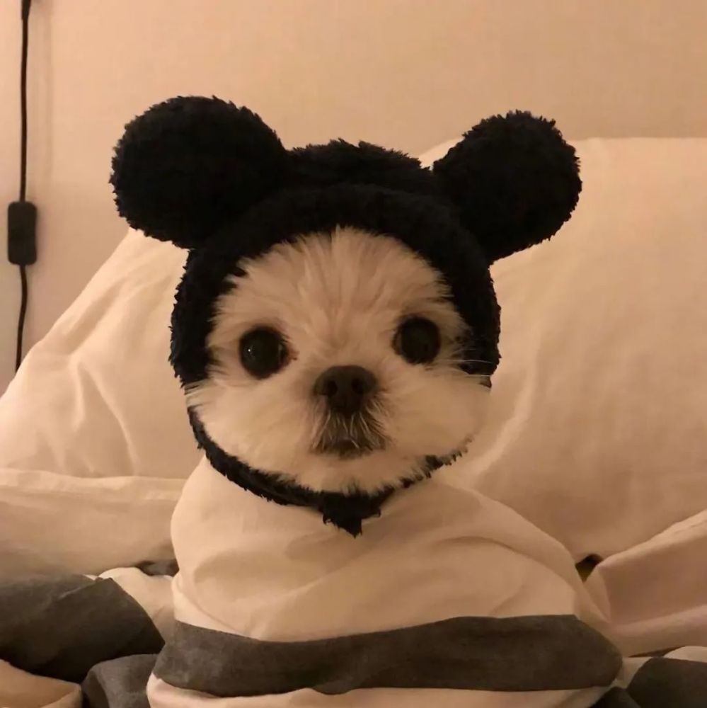 超可爱猫咪狗狗头像