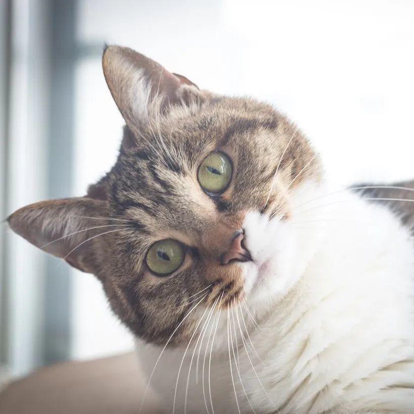 超可爱猫咪狗狗头像