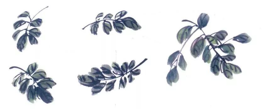 国画初学技法 四季名花:紫藤画法