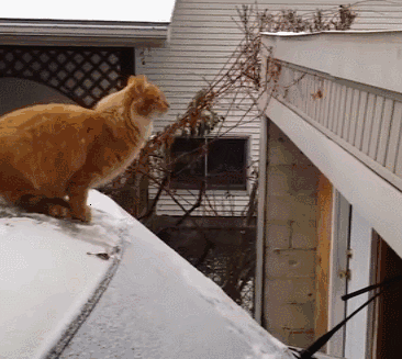 科普:为什么有些猫咪的弹跳力惊人,而有些猫咪却跳不