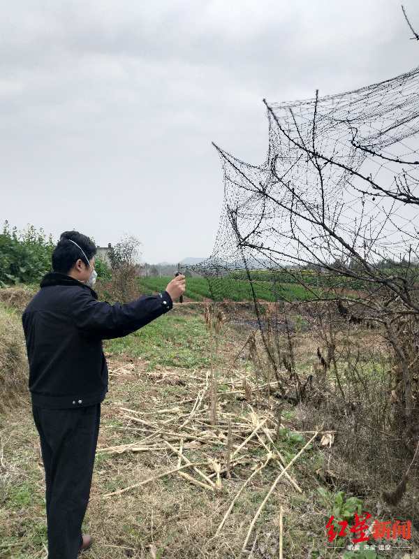 房前空地张网捕鸟准备卖 四川德阳一男子被处罚