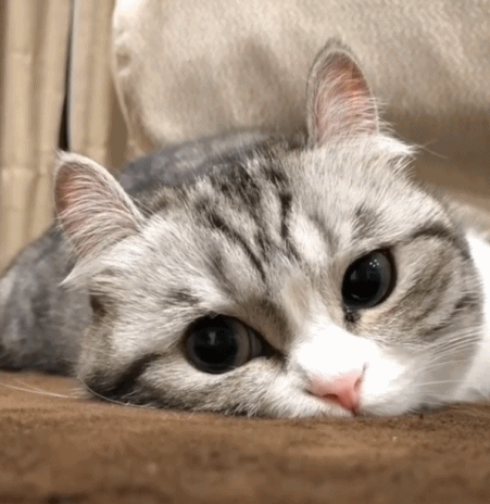 壁纸 动物 狗 狗狗 猫 猫咪 小猫 桌面 451_464 gif 动态图 动图