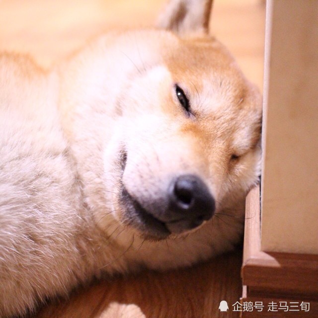 柴犬,萌宠,生活,日本,表情包