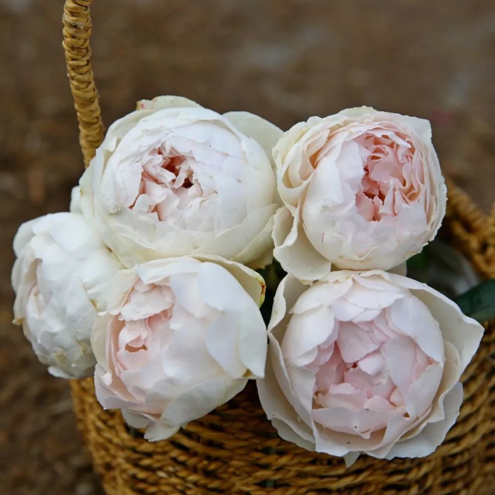 伊芙,月季,美的,伊芙钱特玛丽,伊芙光