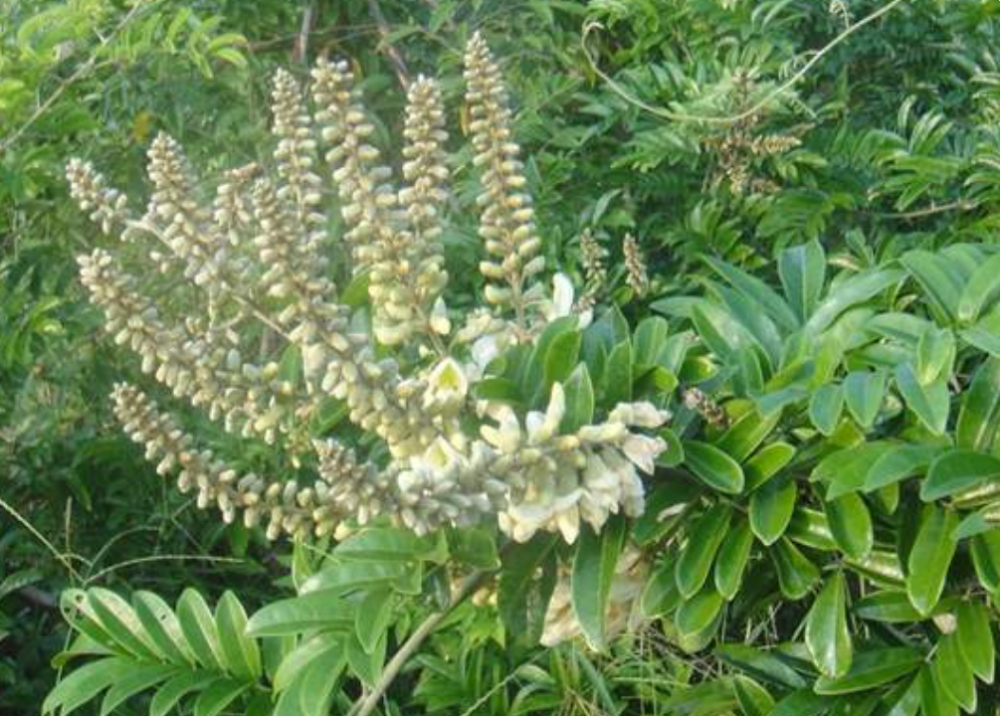 怎样种植牛大力?什么时间播种好?
