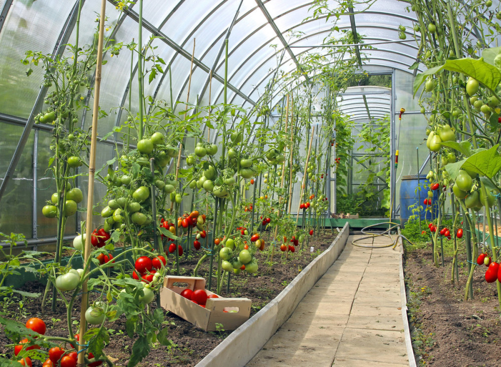 番茄,温室大棚,辣椒,蔬菜,农业技术