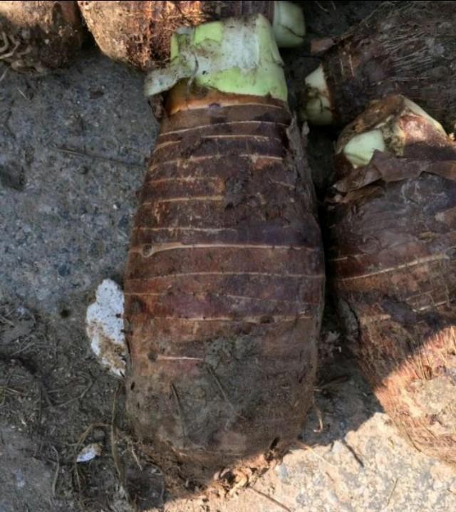 同样都是种植芋头,为什么别人的产量比你的高出一倍?重点在这里