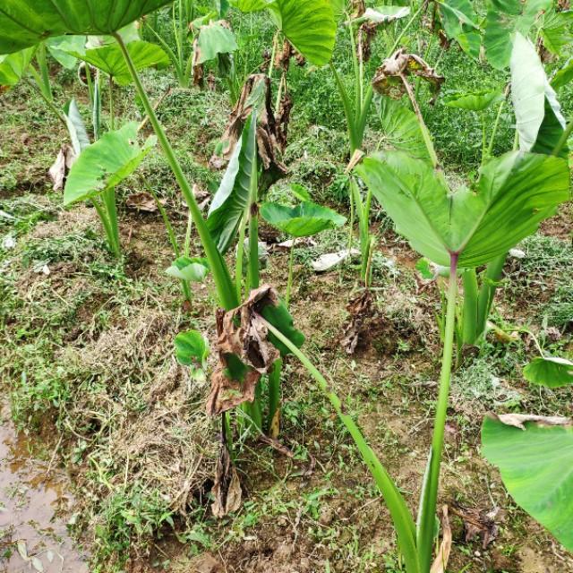 同样都是种植芋头,为什么别人的产量比你的高出一倍?重点在这里