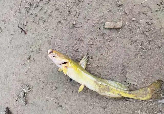 江里钓了条"黄颡鱼",有人却说它是"石扁头",你见过这种鱼吗