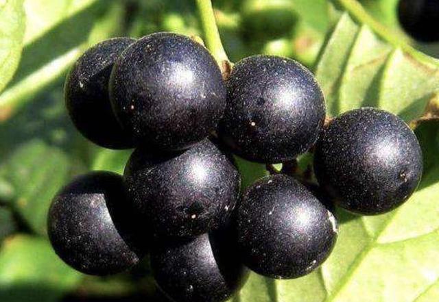农地里的1种"杂草",人称"龙葵",夏季有黑色"果子",奇特