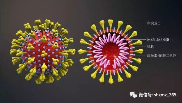 冠状病毒结构图