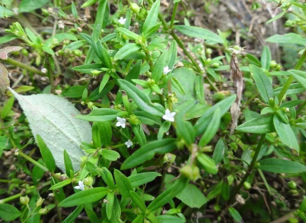 田埂上的白花小草,蛇见到就怕,人称"蛇总管",如今20元