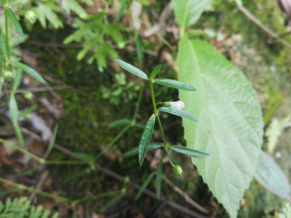 田埂上的白花小草,蛇见到就怕,人称"蛇总管",如今20元