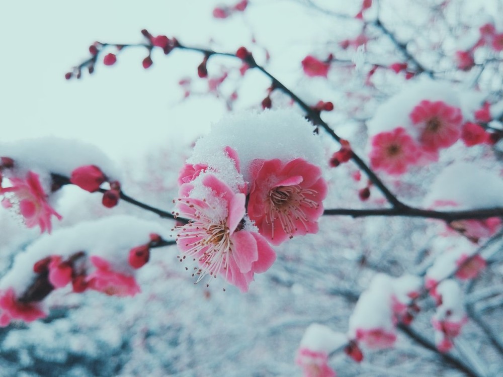 梅花,王安石,美丽,历史,诗词