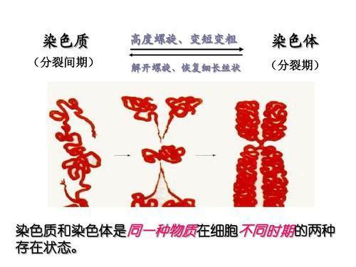 第一个疑问:为什么在分裂过程中,开始时,染色质高度螺旋化变成染色体