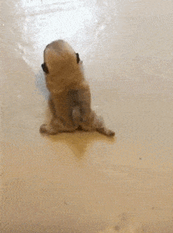 壁纸 动物 狗 狗狗 246_330 竖版 竖屏 手机 gif 动态图 动图