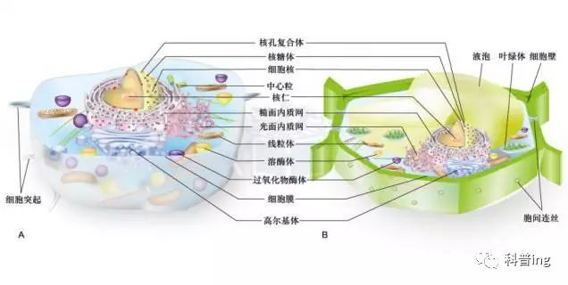 真核细胞中具有一定结构和功能的结构叫细胞器,无形的胶质状态的是