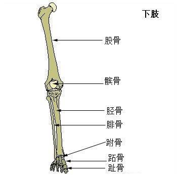 腓骨比胫骨细;腓骨上端称作腓骨小头,可以从皮肤外表面触及到;上端仅