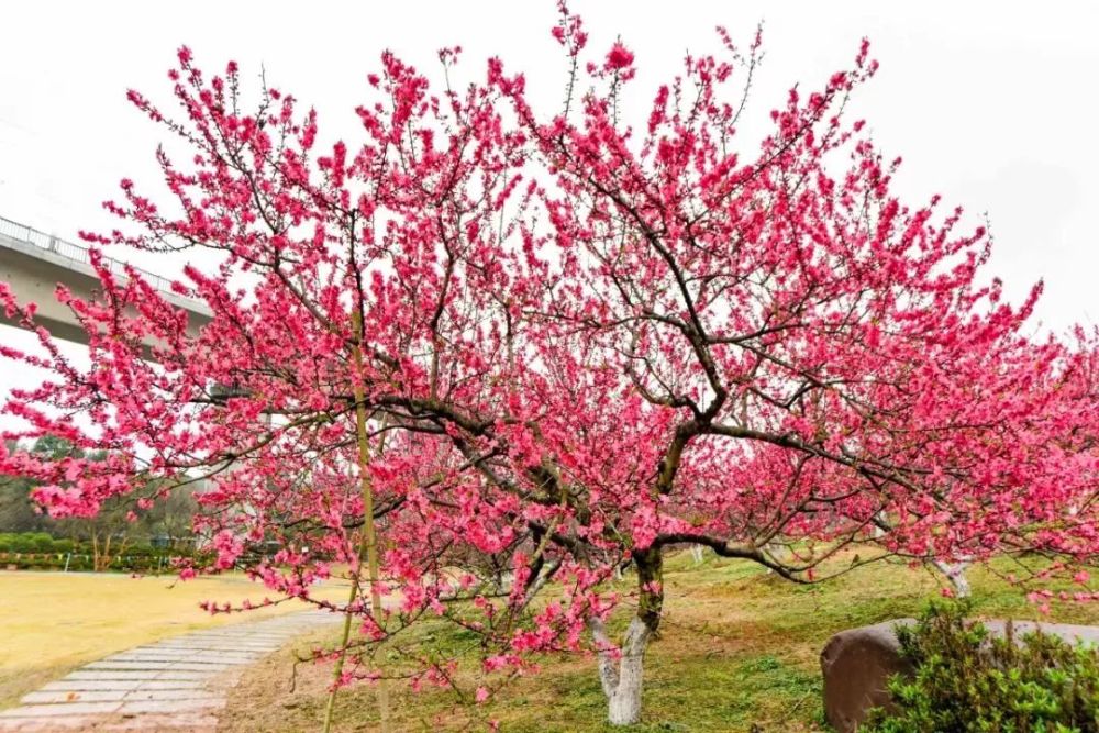 这棵桃树已经 挂满了花骨朵 很多都已经 迫不及待冒出头来 在春日暖阳