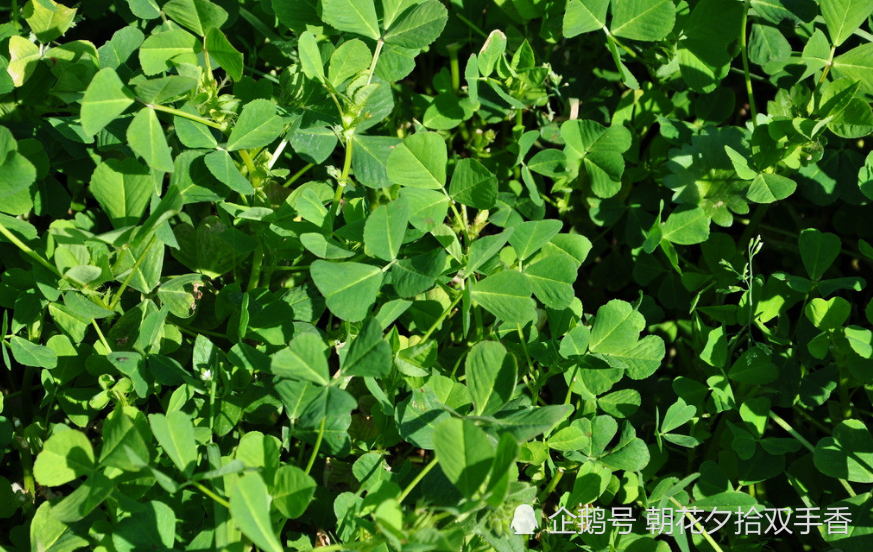 农村,野菜,金花菜