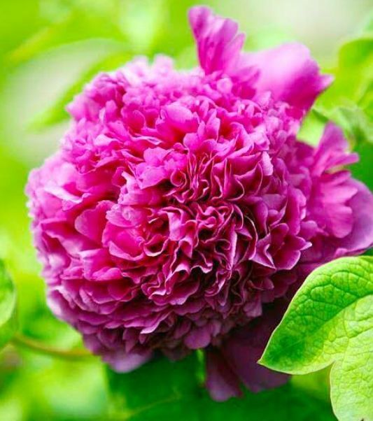 魏紫牡丹是名贵的牡丹品种,花紫红色,花朵硕大,层叠高耸,状好荷花形