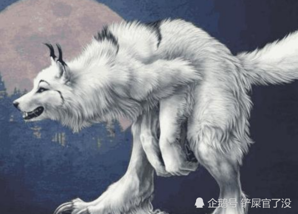 老说"狼狈为奸",那狈是什么物种呢?科学家做出解释