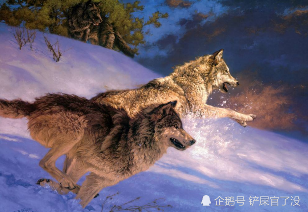 老说"狼狈为奸",那狈是什么物种呢?科学家做出解释