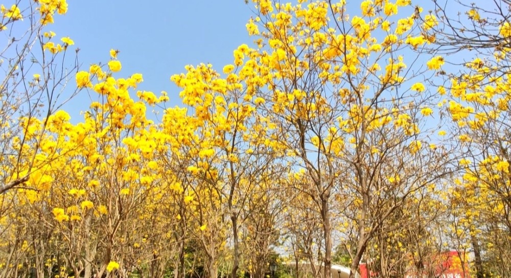 海滨宾馆,黄花风铃