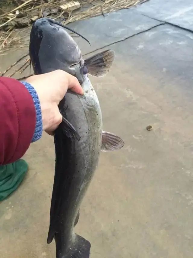 初春,斑点叉尾鮰"肝胆综合症"要引起重视!这样防治是关键